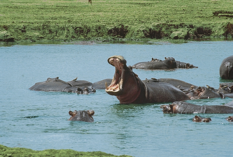 Tsavo Abenteuer 5