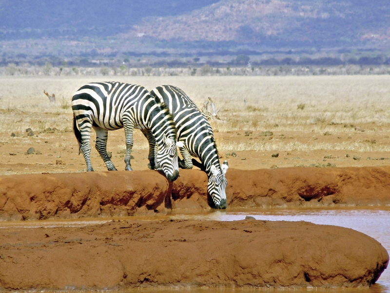 Tsavo & Amboseli 5
