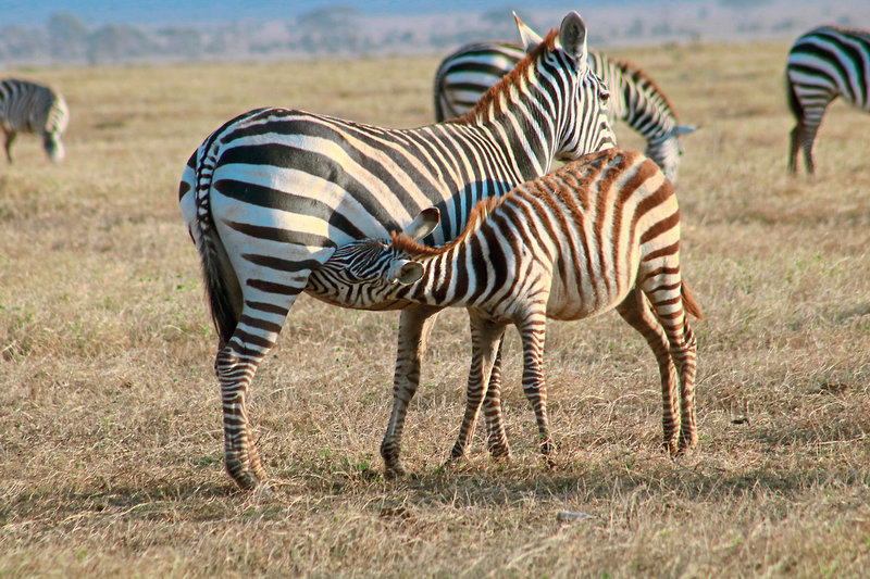 Kenia Allround 1