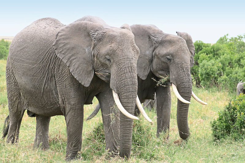 Kenia Allround 2