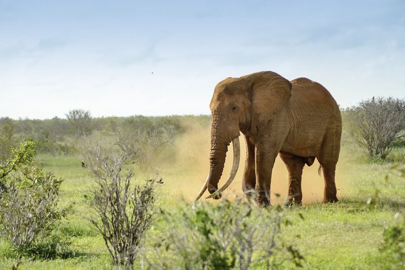 Kenia Allround 5