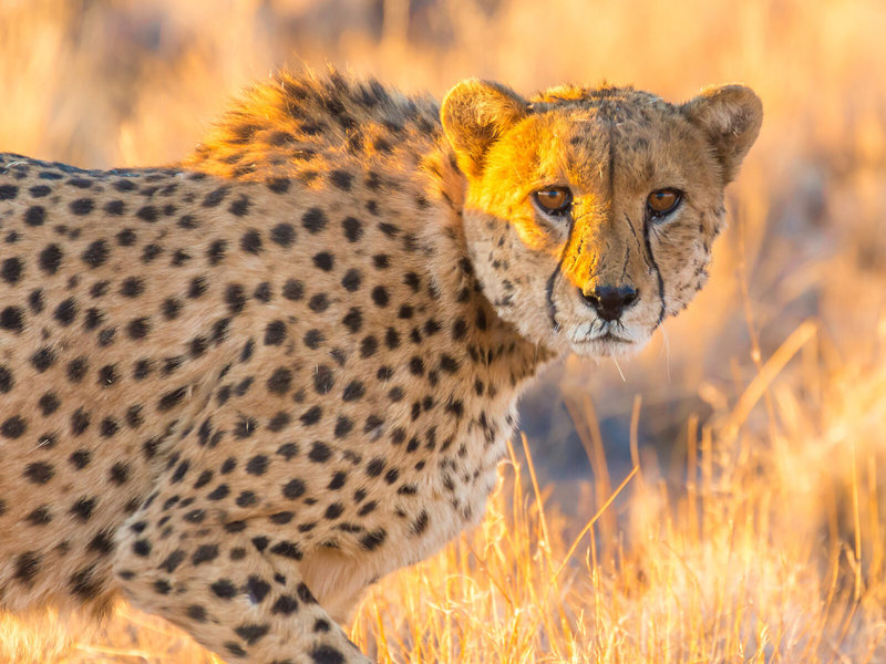Rundreise Klassisches Namibia für Selbstfahrer 4